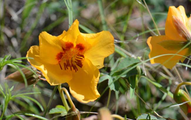 Amoreuxia palmatifida, Mexican Yellowshow, Southwest Desert Flora